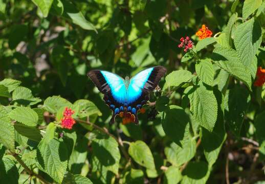 Sivun Papilio pericles Wallace 1865 kuva