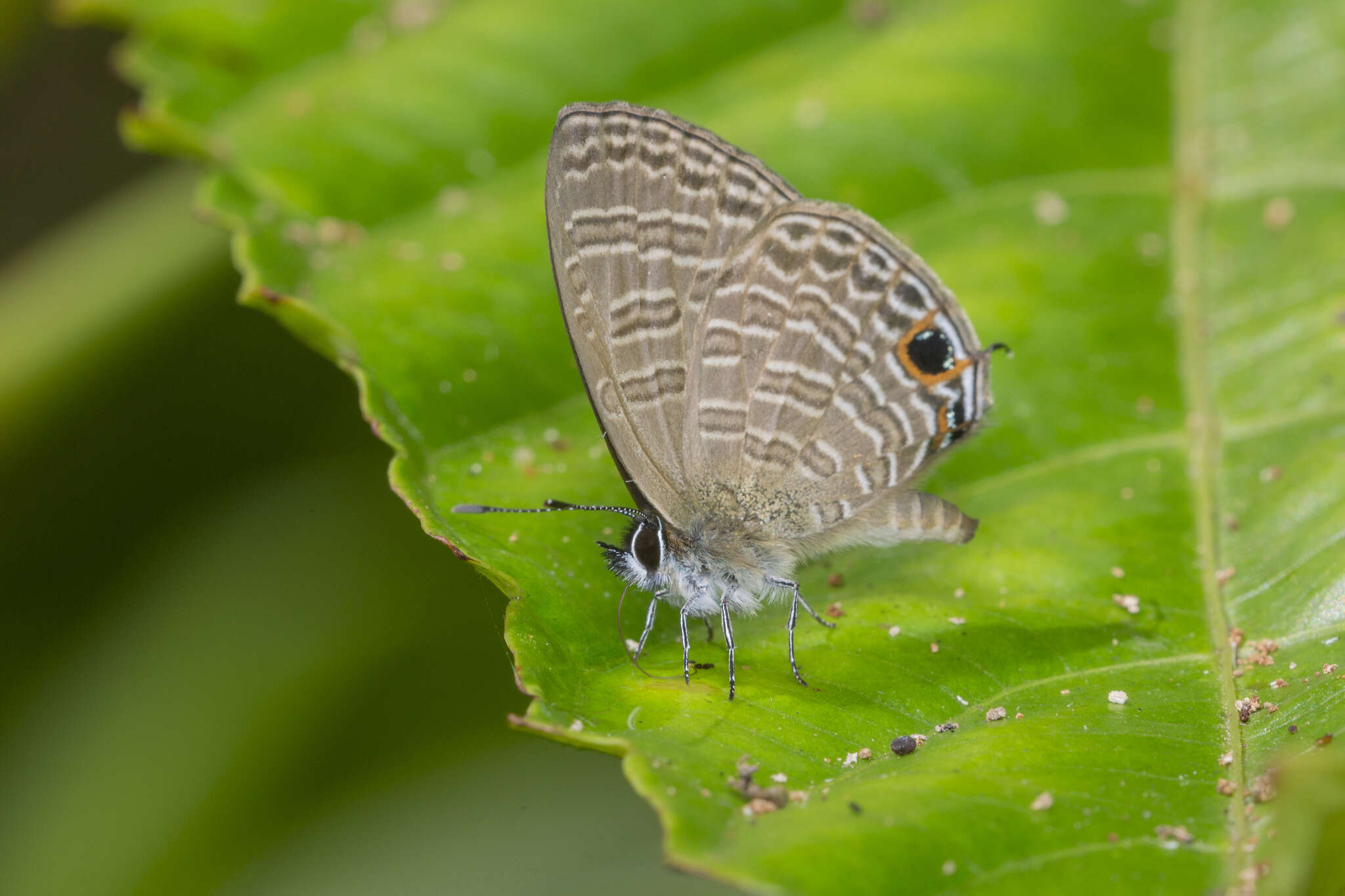 Image of Nacaduba calauria (C. Felder 1860)