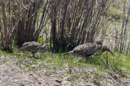 Image of Gunnison sage-grouse; greater sage-grouse