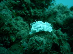 Image of Pale white slug