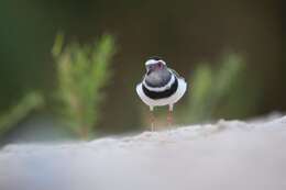 Слика од Charadrius tricollaris bifrontatus Cabanis 1882