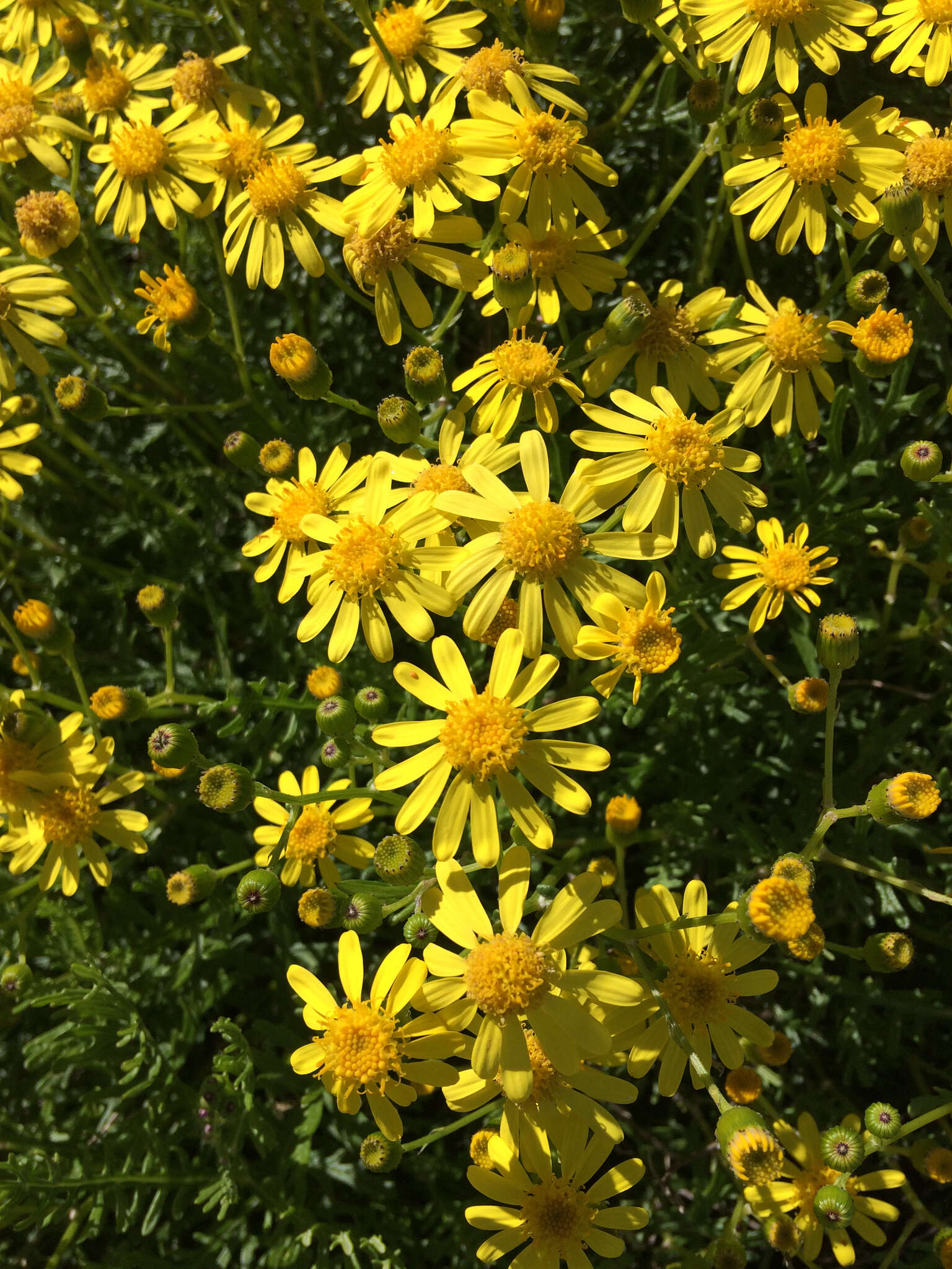 Plancia ëd Senecio lyonii A. Gray ex Lyon