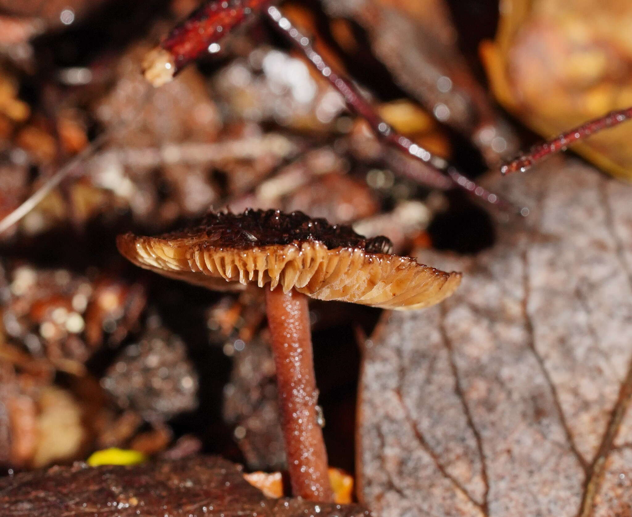 Image of Inocybe fibrillosibrunnea O. K. Mill. & R. N. Hilton 1987