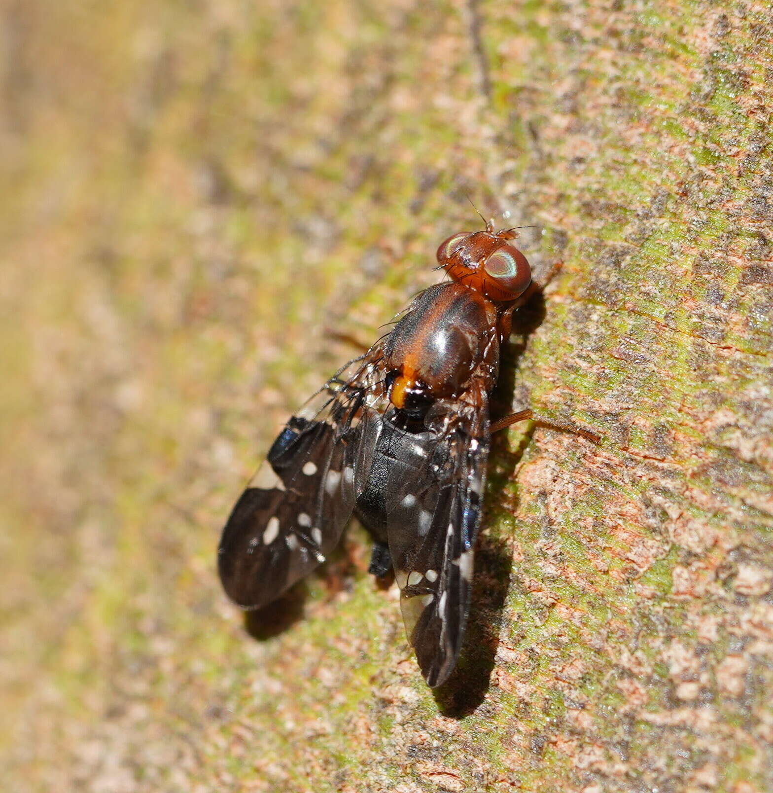 Image of Acanthonevroides basalis (Walker 1853)