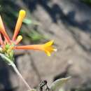 Image of Bouvardia chrysantha Mart.