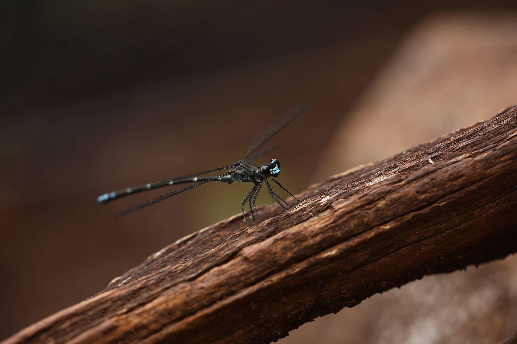 Image de Caledopteryx maculata Winstanley & Davies 1982