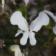 Image de Stylidium caricifolium Lindley