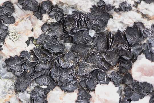 Image of navel lichen