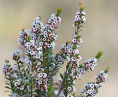 Thryptomene calycina (Lindley) Stapf resmi