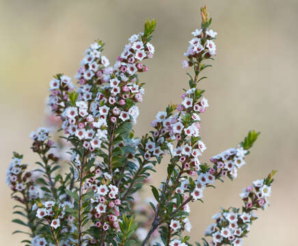 Image of Thryptomene calycina (Lindley) Stapf