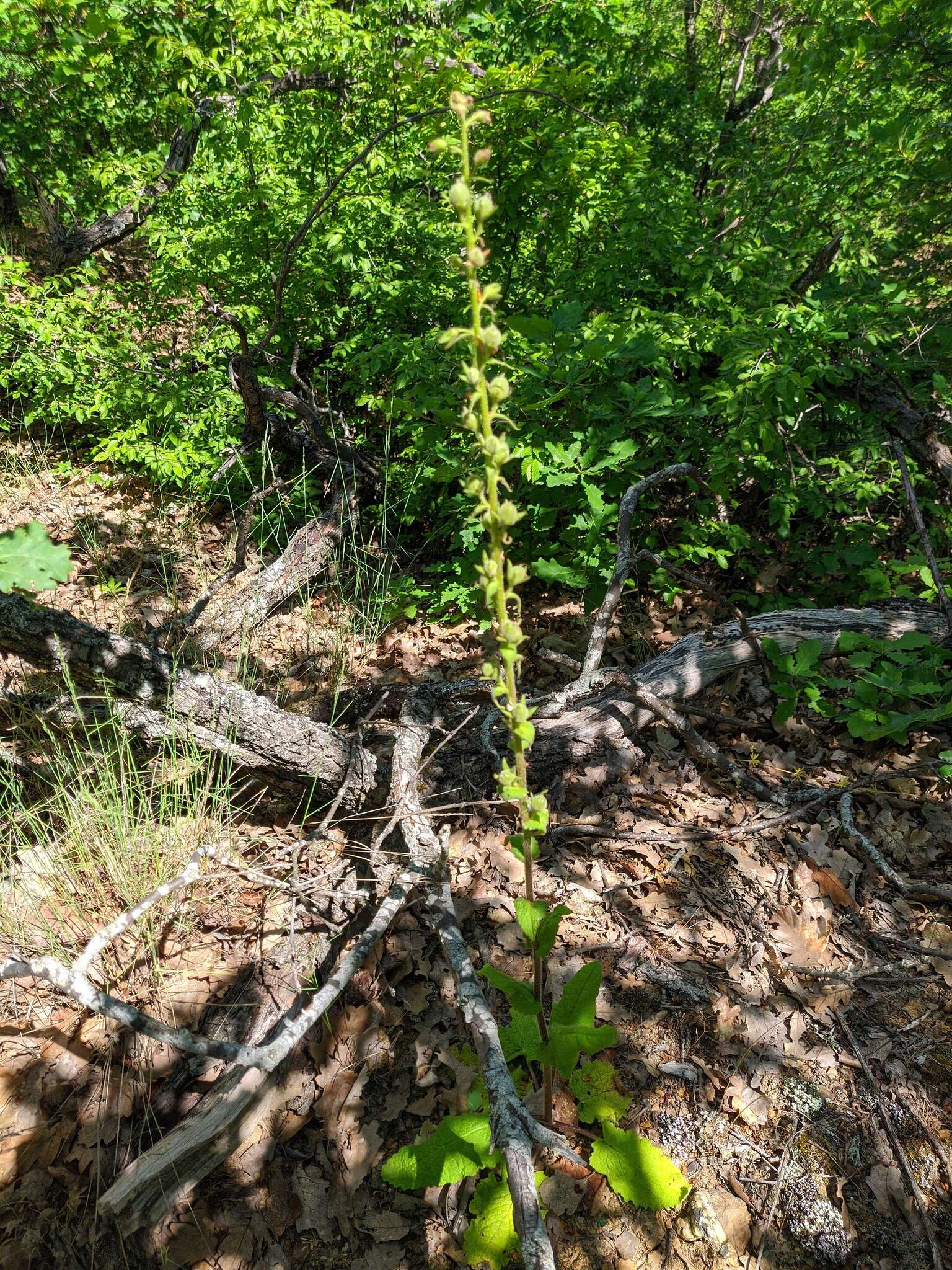 Image of Verbascum spectabile Bieb.