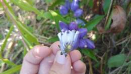 Image of <i>Gentiana <i>andrewsii</i></i> var. andrewsii