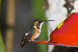 Image of White-bellied Woodstar