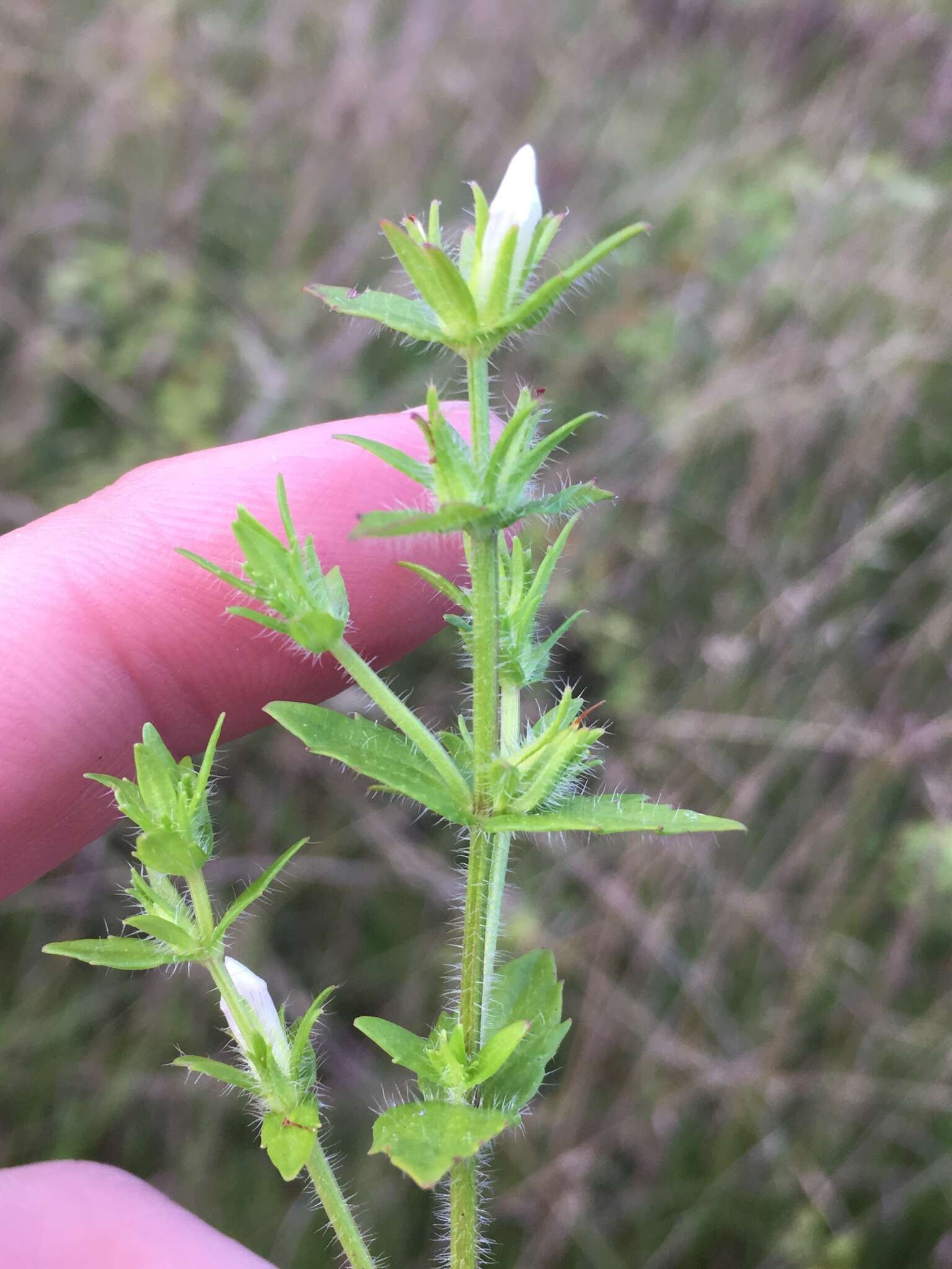 Image de Gratiola pilosa Michx.