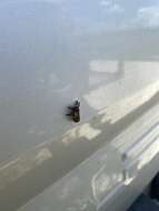 Image of Nanina Oak-Slug Moth