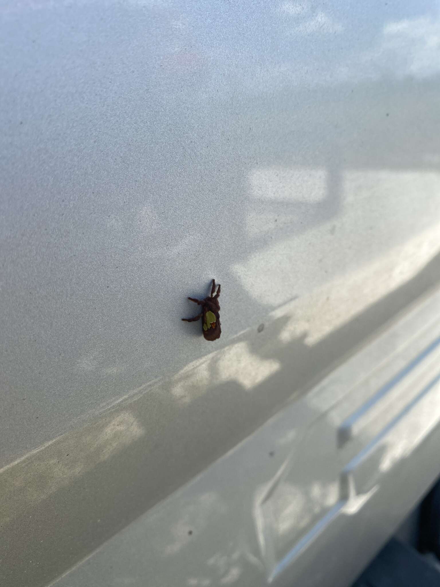 Image of Nanina Oak-Slug Moth