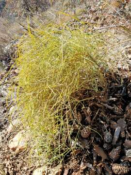 Image of hog's-fennel