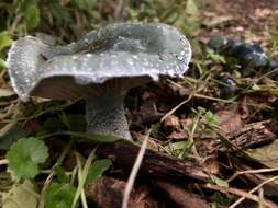 Plancia ëd Stropharia caerulea Kreisel 1979