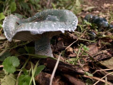 Plancia ëd Stropharia caerulea Kreisel 1979