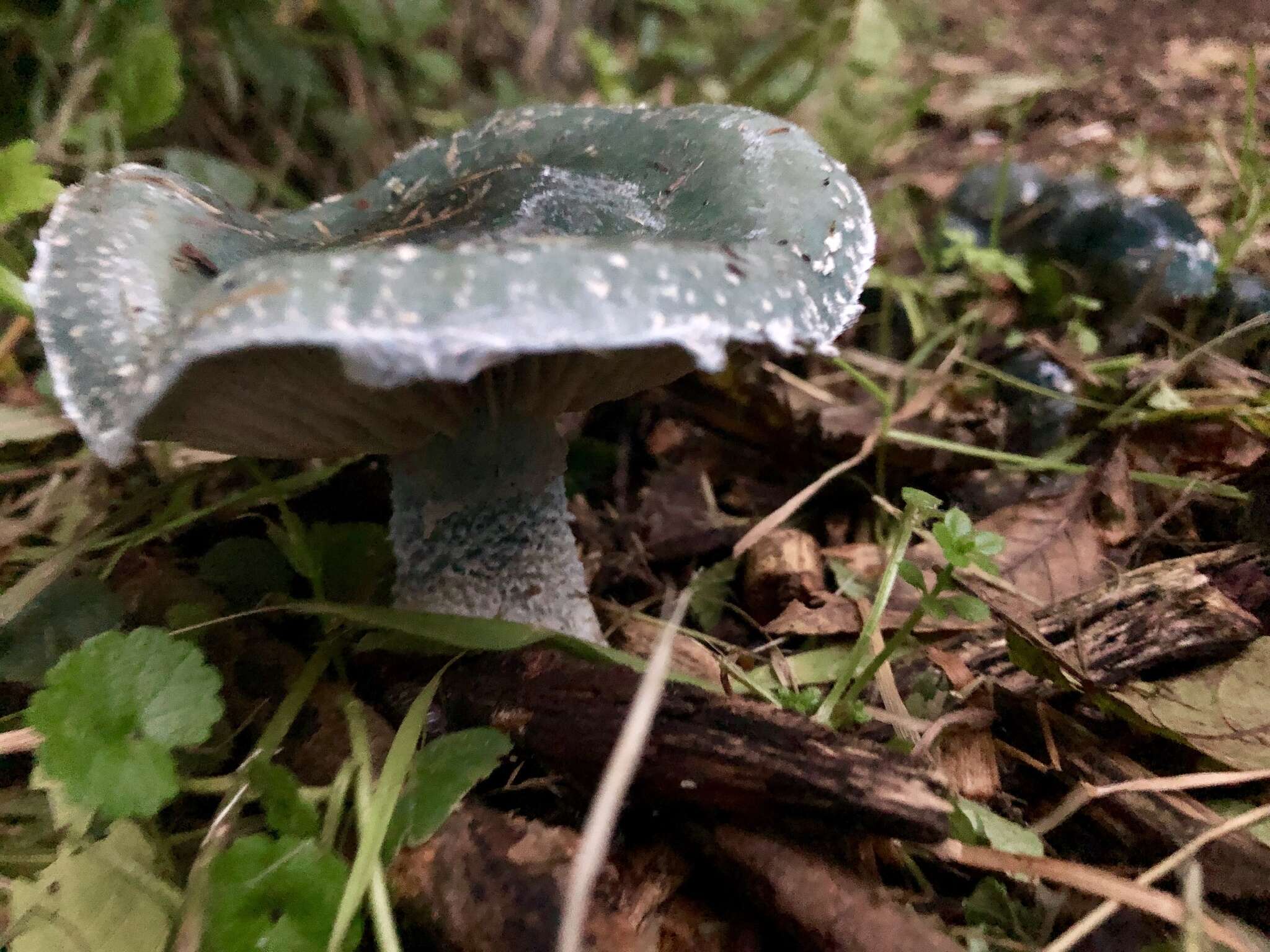 Image of Stropharia caerulea Kreisel 1979