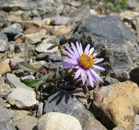 Image of Parry's Townsend daisy