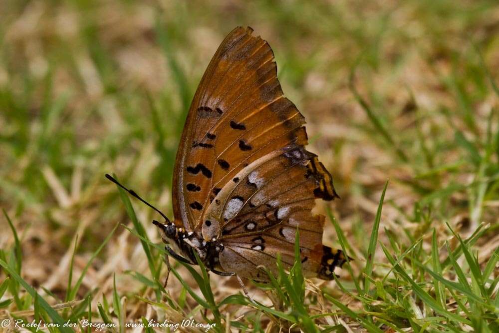 Plancia ëd Charaxes jahlusa Trimen 1862