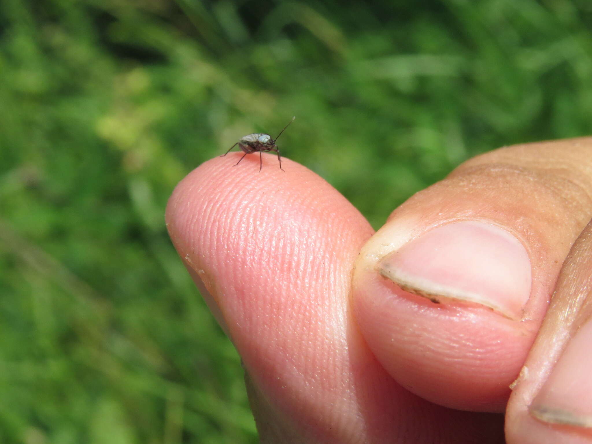 Macrotylus herrichi (Reuter 1873) resmi