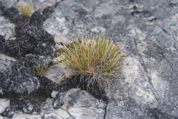 Image of Trichophorum uniflorum (Trautv.) Malyschev & Lukitsch.