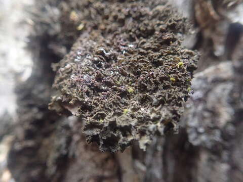 Image of skin lichen