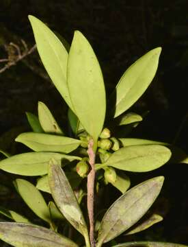 Image of Ternstroemia meridionalis Mutis ex L. fil.