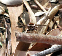 Image of Bombyliini