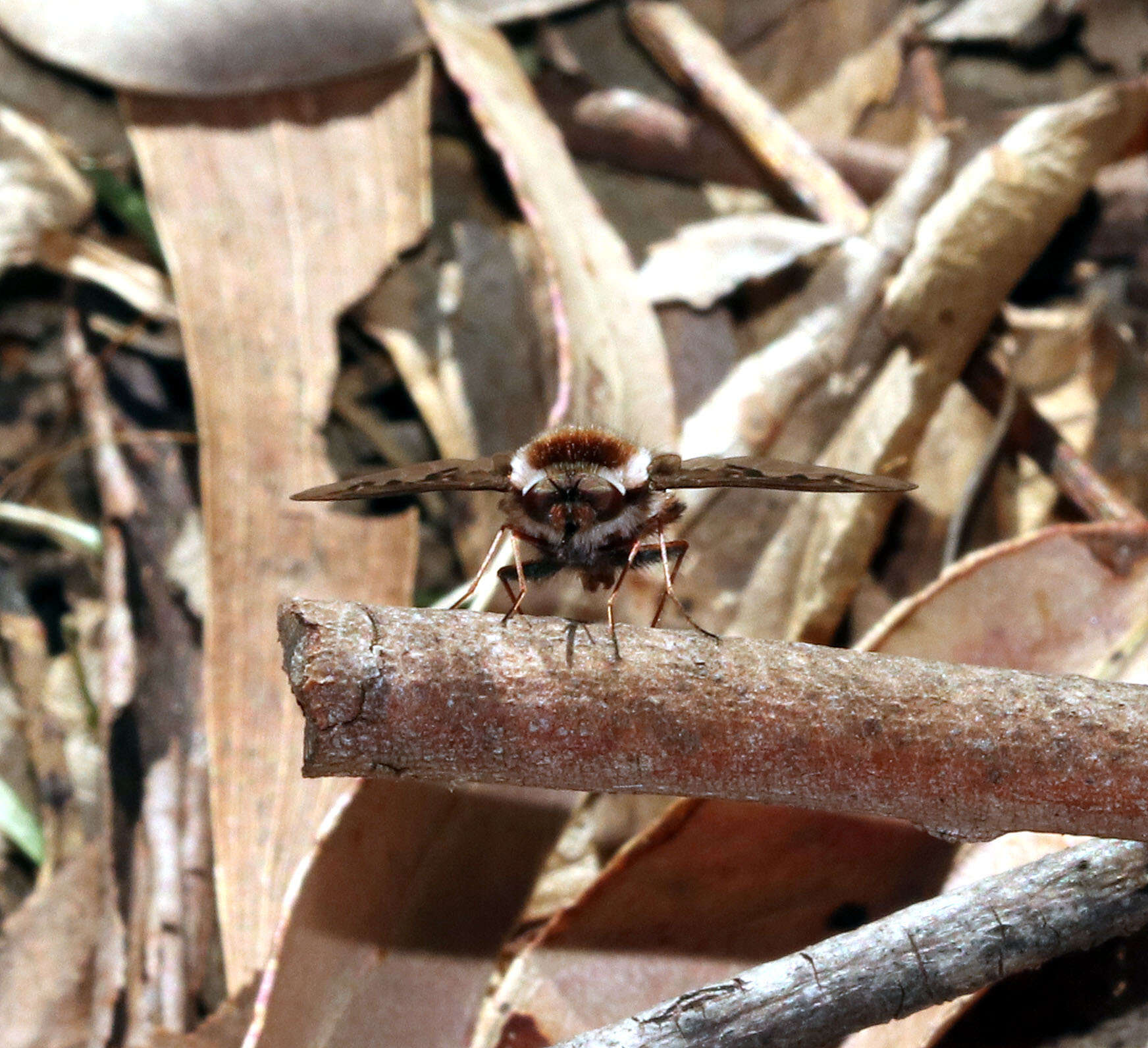 Image of Bombyliini