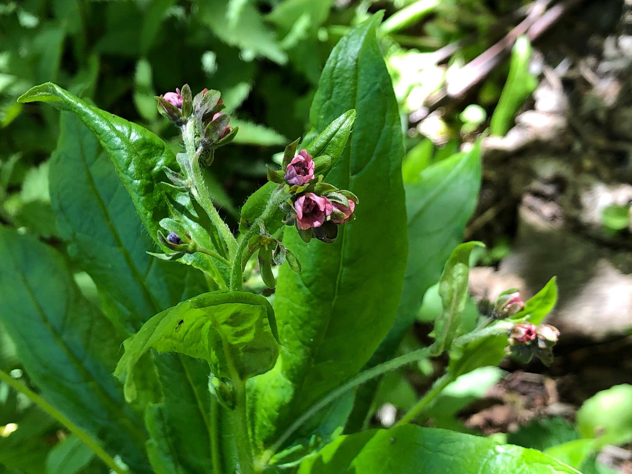 Image of Green Hound's-tongue