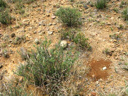 Image of Ocimum burchellianum Benth.