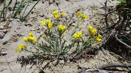 Image of alpine bladderpod