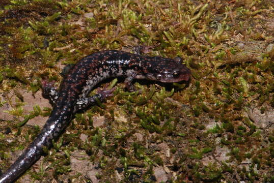 Image of Caddo Mountain Salamander