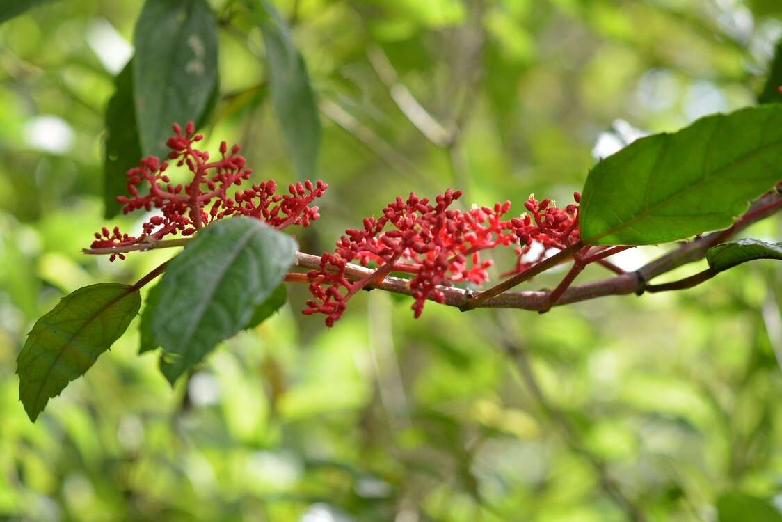 Image of Cissus biformifolia Standl.