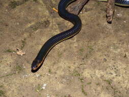 Image of Variable Reed Snake