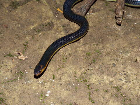 Image of Variable Reed Snake