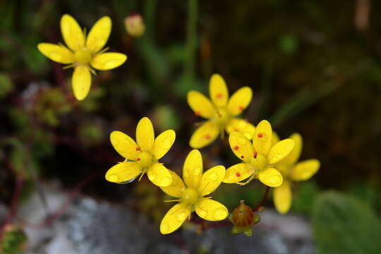 Imagem de Saxifraga brunonis Wall. ex Ser.