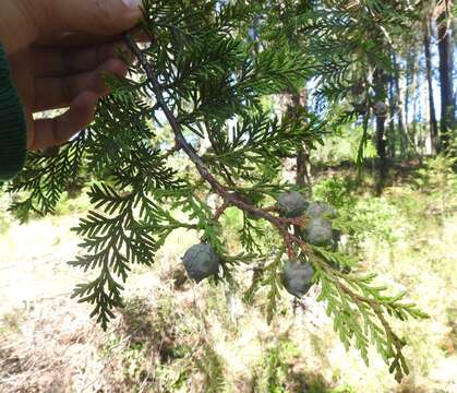 Imagem de Cupressus lusitanica var. benthamii (Endl.) Carrière