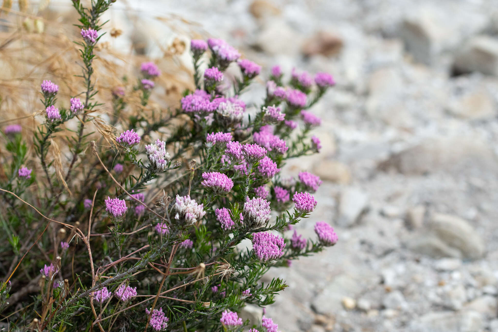 Image of Metalasia erubescens DC.