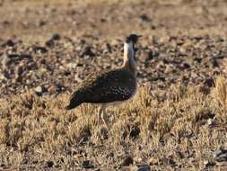 Image of Ludwig's Bustard