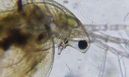 Image of Water flea