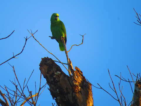 Image of Amazona auropalliata parvipes Monroe, Howell & TR 1966