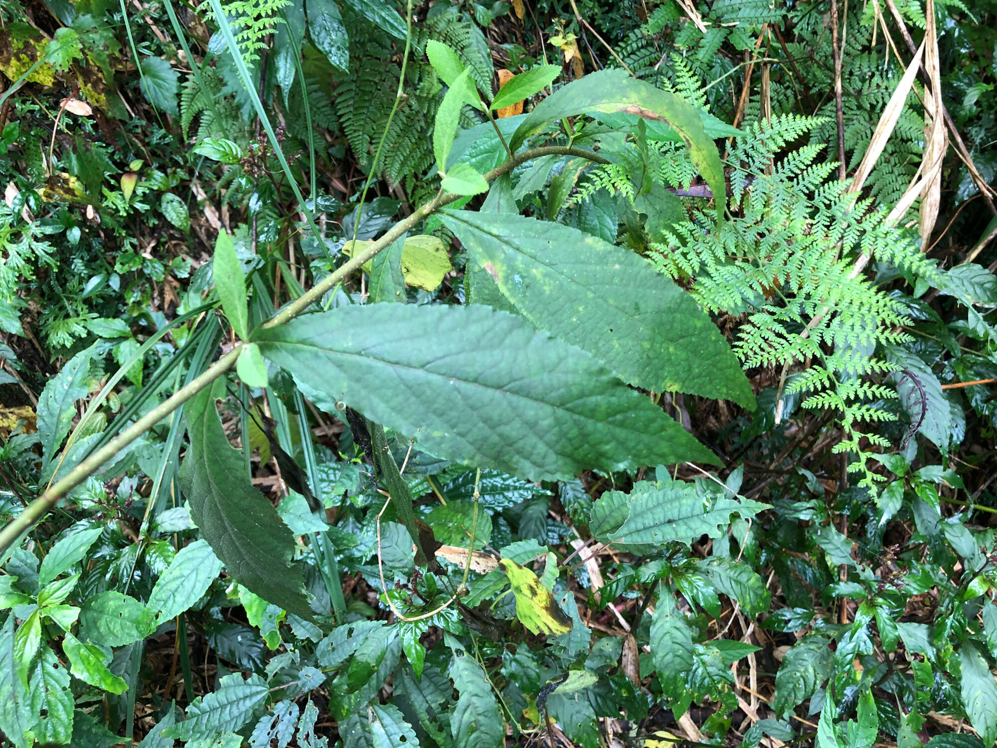 Image of Callicarpa formosana var. formosana