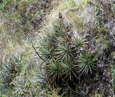 Imagem de Puya glomerifera Mez & Sodiro