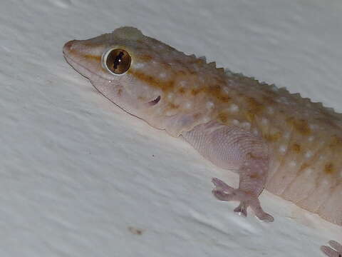 Image of Sierra Leone Wall Gecko