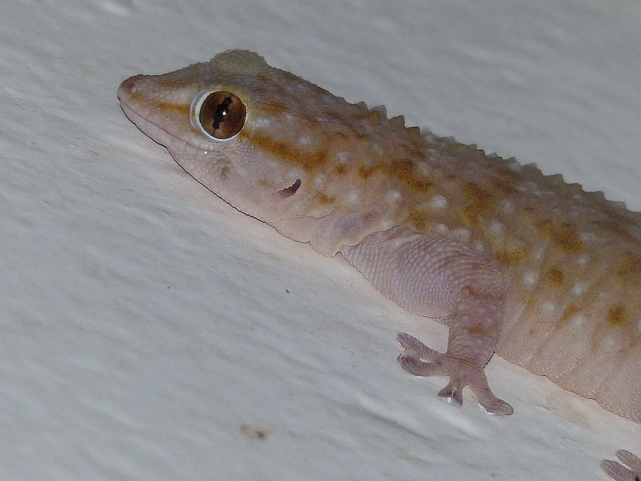 Image of Sierra Leone Wall Gecko