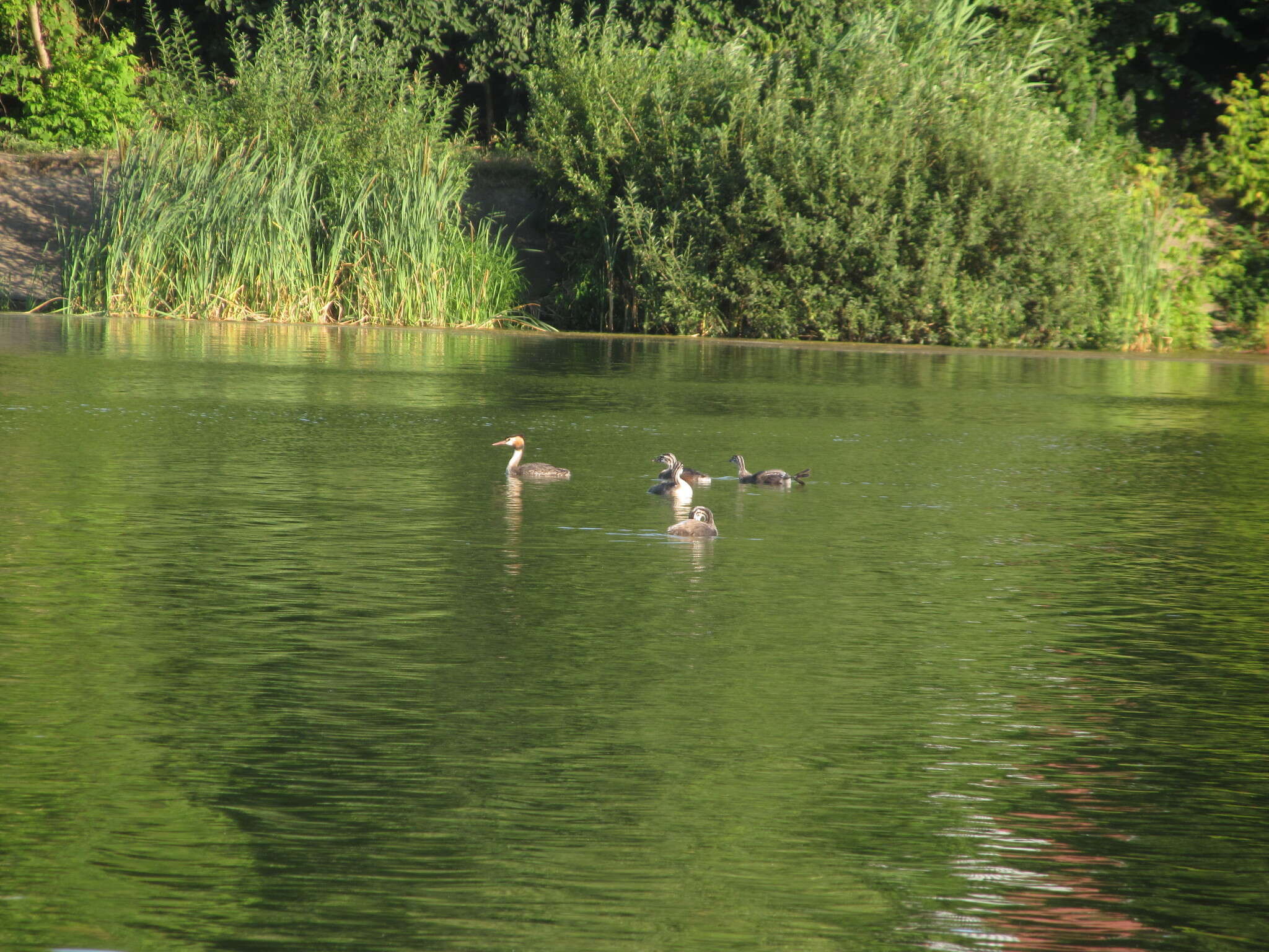 Imagem de Podiceps cristatus cristatus (Linnaeus 1758)